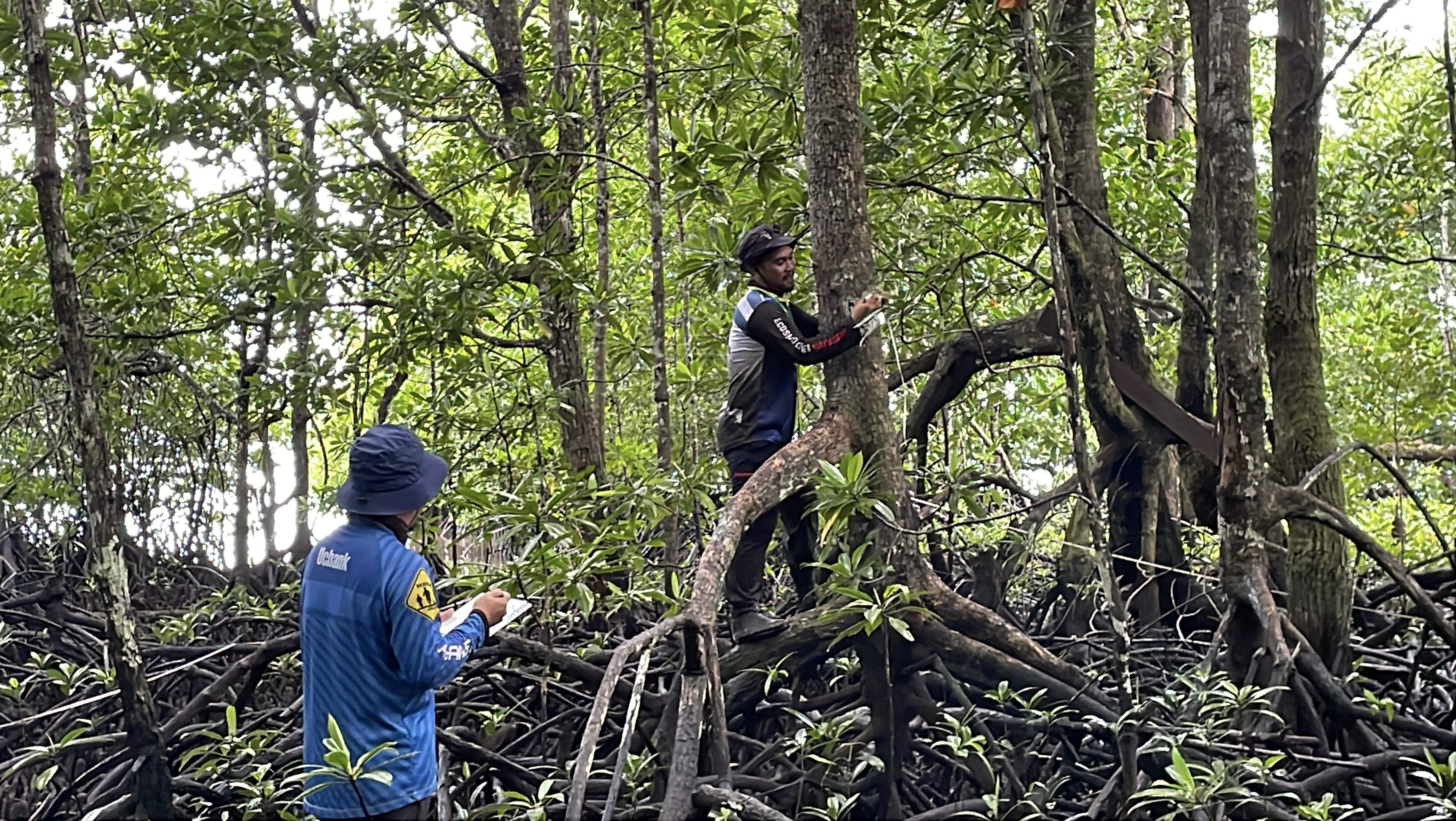 Mangrove Planting
